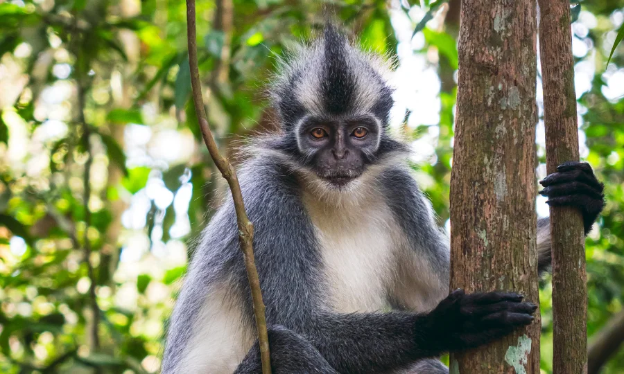 Orangutan Bukit Lawang cakep