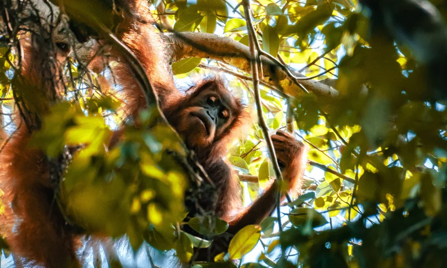 Orangutan Bukit Lawang bingung