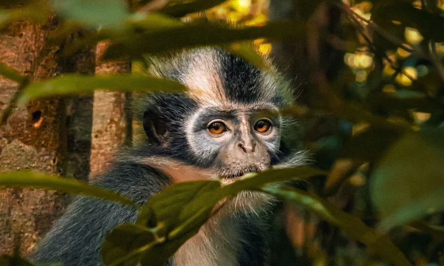 Orangutan Bukit Lawang spot