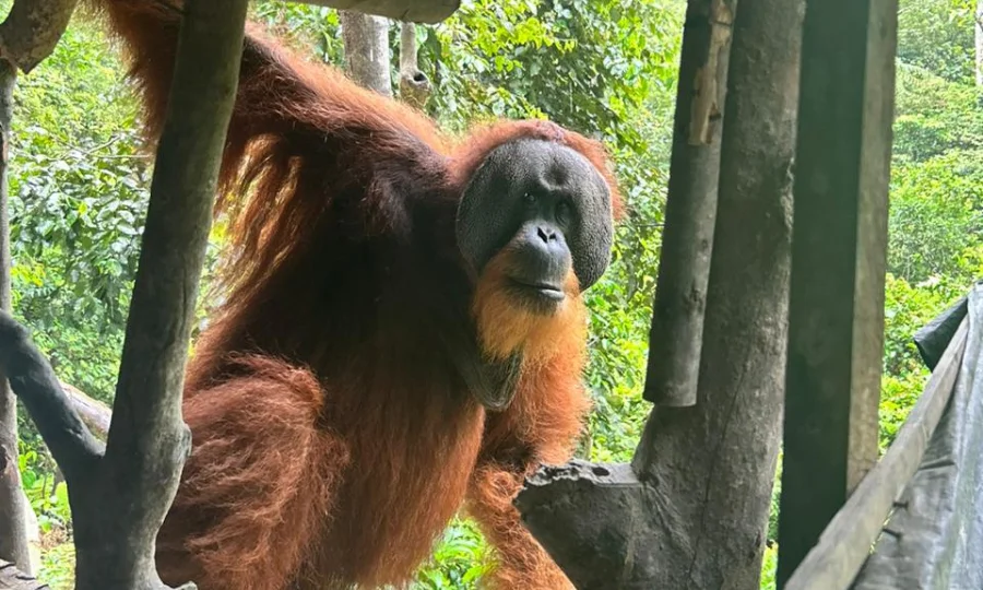 Orangutan Bukit Lawang gede