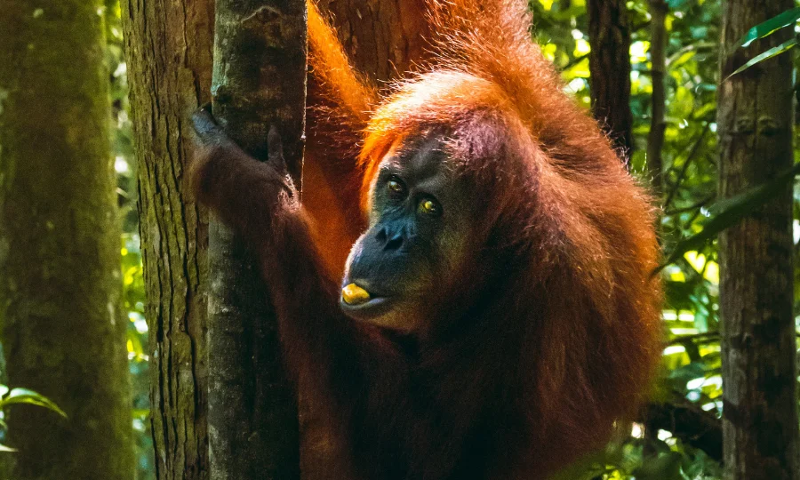 Orangutan Bukit Lawang close up