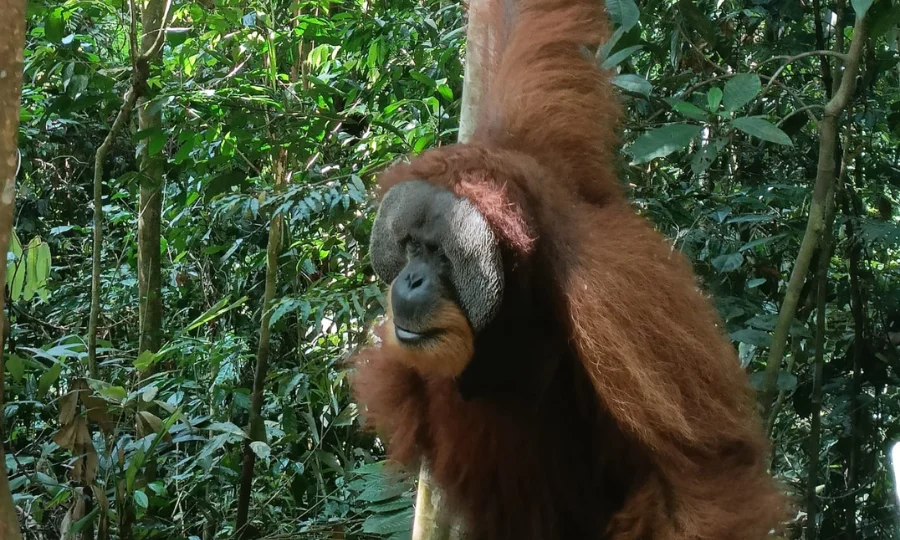 Orangutan Bukit Lawang manis