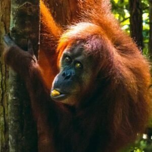 Orangutan Bukit Lawang Loop 3