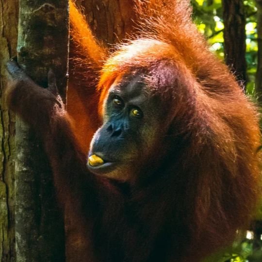 Orangutan Bukit Lawang Loop 3