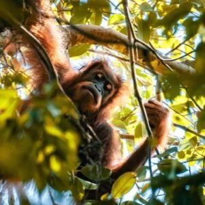 Orangutan Bukit Lawang Loop