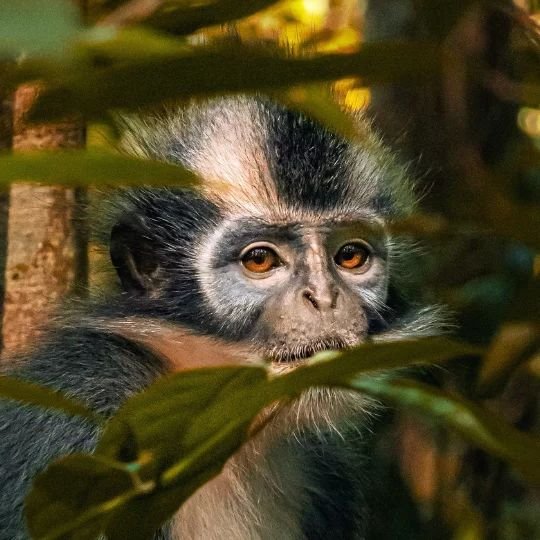 Orangutan Bukit Lawang Loop 2
